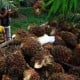 Ini Klarifikasi dari RSPO Soal Mundurnya London Sumatra