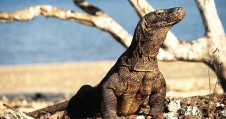 Komodo/Istimewa