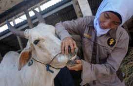 Baru 4 Pengusaha Daging Manfaatkan RPH Gandus