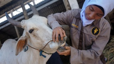 Baru 4 Pengusaha Daging Manfaatkan RPH Gandus