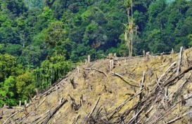 Sumsel Dukung Restorasi Hutan di Bumi Sriwijaya