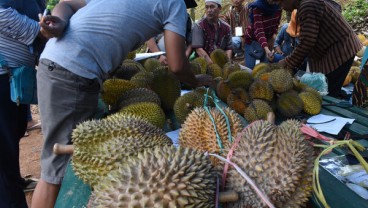 Ribuan Durian 'Sold Out' di Festival Bukit Setepong Madiun