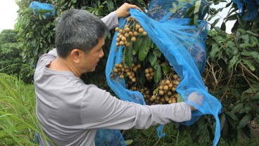 Dana Desa Riau 2018 Hanya Terserap 56,3% atau Rp709 Miliar