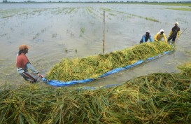 BPS Jateng Cermati Imbas Banjir di Bidang Pertanian