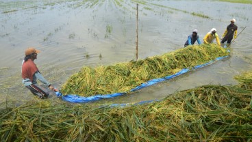 BPS Jateng Cermati Imbas Banjir di Bidang Pertanian