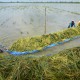 BPS Jateng Cermati Imbas Banjir di Bidang Pertanian