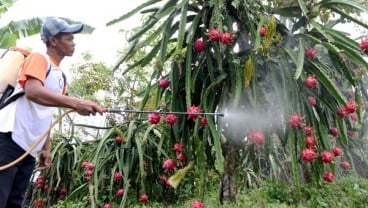 Harga Buah Naga di Probolinggo 'Tak Meriah' Menjelang Imlek