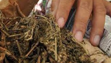 Bea Cukai & BNN Amankan 1,4 Ton Ganja dan 300 Butir Ekstasi
