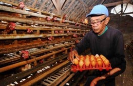 Revisi Harga Acuan Daging & Telur Ayam Berisiko Picu Inflasi Awal Tahun