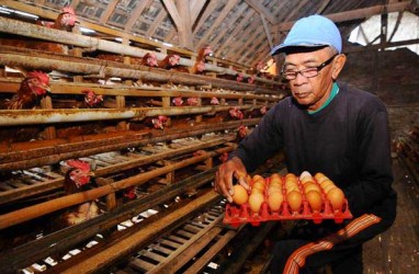 Revisi Harga Acuan Daging & Telur Ayam Berisiko Picu Inflasi Awal Tahun