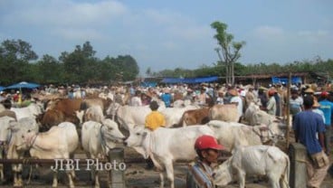 Kapal Ternak Tekan Risiko Penyusutan Bobot Sapi Hingga 9%