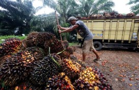 KEBUN SAWIT : Target Sertifikasi ISPO Sulit Tercapai