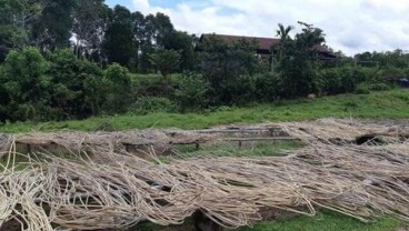 Melihat Pengelolaan Rotan Berkelanjutan di "Kebun" Warga Katingan, Kalimantan Tengah