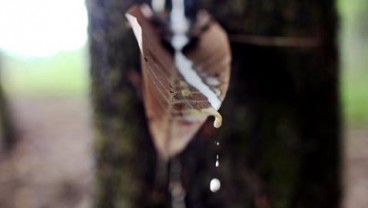 Yen Melemah, Harga Karet Ditutup Menguat Tipis
