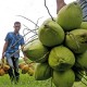 Minat Mengembangkan Kelapa di Sulawesi Tengah Turun