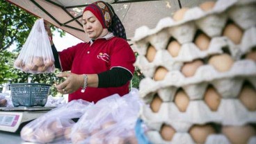 Afkir Dini Ayam Layer Berlanjut, Laju Harga Telur Perlu Diwaspadai