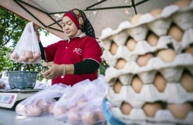 Afkir Dini Ayam Layer Berlanjut, Laju Harga Telur Perlu Diwaspadai