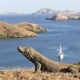 Asita Dukung Pulau Komodo Ditutup Sementara