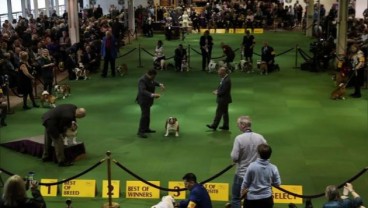 Begini Sejarah Westminster Kennel Club, Pameran Berusia 149 Tahun