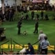 Begini Sejarah Westminster Kennel Club, Pameran Berusia 149 Tahun