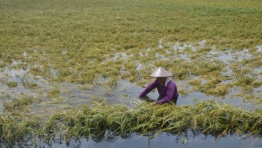 Ganjar Siapkan Benih Gratis dan Asuransi untuk Petani