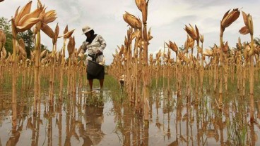 Jawa Tengah Mulai Panen Raya Jagung