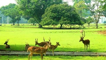 Kendaraan Berstiker Prabowo-Sandi Dilarang Masuk Kebun Raya Bogor?