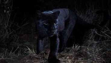 Black Panther Langka Terlihat di Kenya Setelah 100 Tahun