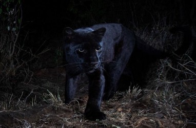 Black Panther Langka Terlihat di Kenya Setelah 100 Tahun