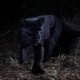 Black Panther Langka Terlihat di Kenya Setelah 100 Tahun