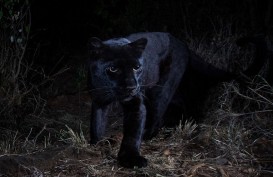 Black Panther Langka Terlihat di Kenya Setelah 100 Tahun