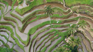 Gubernur Bali Segera Atur Pertanian Organik, Kantong Plastik & Kendaraan Listrik
