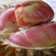 Manfaat Durian, Stabilkan Gula Darah hingga Obat Infertilitas
