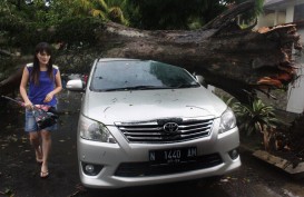 Angin Kencang di Malang Robohkan 24 Pohon, Rusak 2 Mobil, Lukai 2 Orang Pemotor