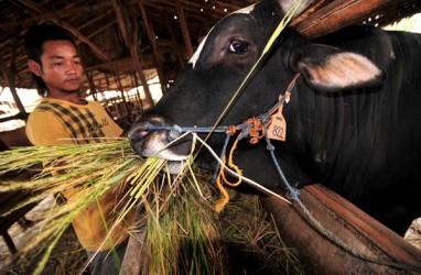 Pengusaha Sapi Potong Nantikan Hasil IA-CEPA