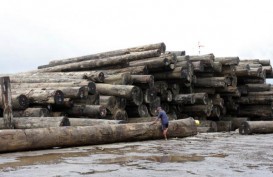 Pasokan Kayu Bulat Dari Hutan Tanaman Industri Diyakini Naik 10%