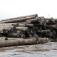 Pasokan Kayu Bulat Dari Hutan Tanaman Industri Diyakini Naik 10%