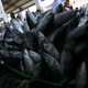 KKP Siapkan Rp53 Miliar untuk Bantuan Benih Ikan