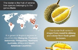 Ini 9 Manfaat Durian, Salah Satunya Turunkan Risiko Depresi