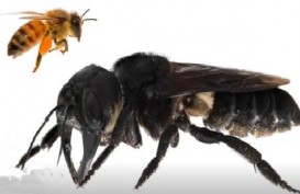 Lebah Terbesar di Dunia Ditemukan Kembali di Indonesia