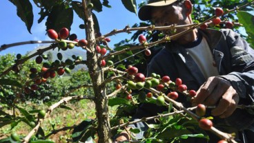 PTPN IX Targetkan Produksi Kopi 600 Ton Tahun Ini