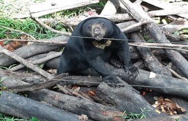 Butuh Anggaran Besar untuk Beruang Madu, Kontribusi Pemda Balikpapan Menipis