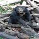 Butuh Anggaran Besar untuk Beruang Madu, Kontribusi Pemda Balikpapan Menipis