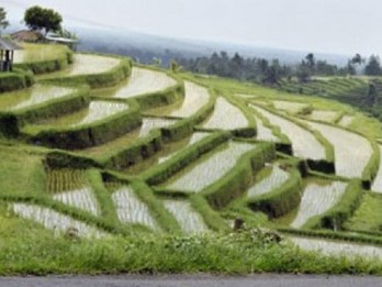 Alih Fungsi Lahan Pertanian di Bali Capai 1,13%