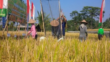 Bali Panen Raya, Produksi Beras Capai 133.008 Ton