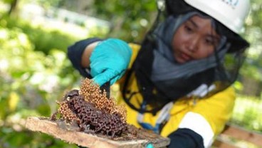 Amman Mineral Kembangkan Budidaya Madu di Area Reklamasi Tambang Batu Hijau