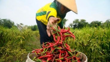 Harga Cabai Sudah Murah Sejak Agustus