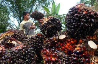 Ringgit Perkasa, Harga CPO Kian Nelangsa