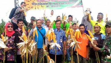 Panen Raya, Petani Rembang Berharap Tak Ada Impor Jagung