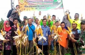 Panen Raya, Petani Rembang Berharap Tak Ada Impor Jagung